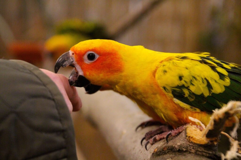 How Hard Can a Parrot Bite