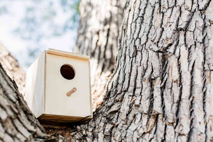 Make a Birdhouse Out of Wood