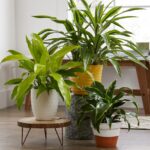Plants for the Kitchen