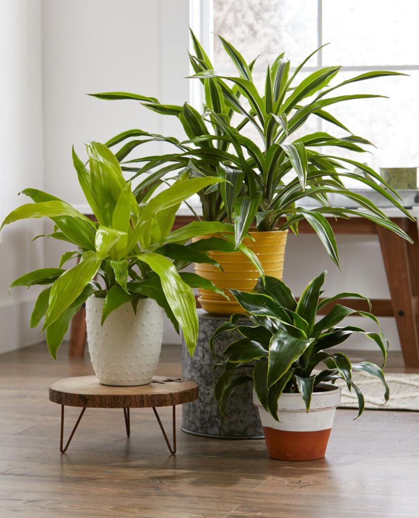 Plants for the Kitchen
