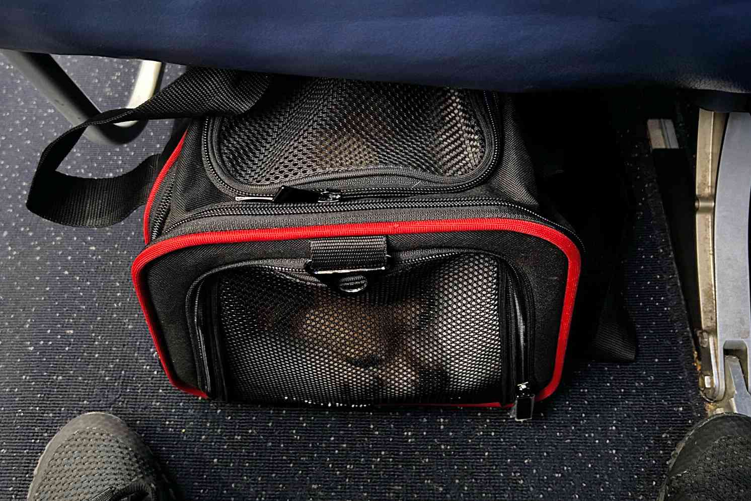 Airline Pet Carrier Tips and Tricks